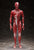 figma Human Anatomical Model SP-142 Action Figure